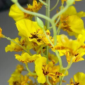 Yellow Blossom Stem, Wreath Making Supply, Yellow Home Decor